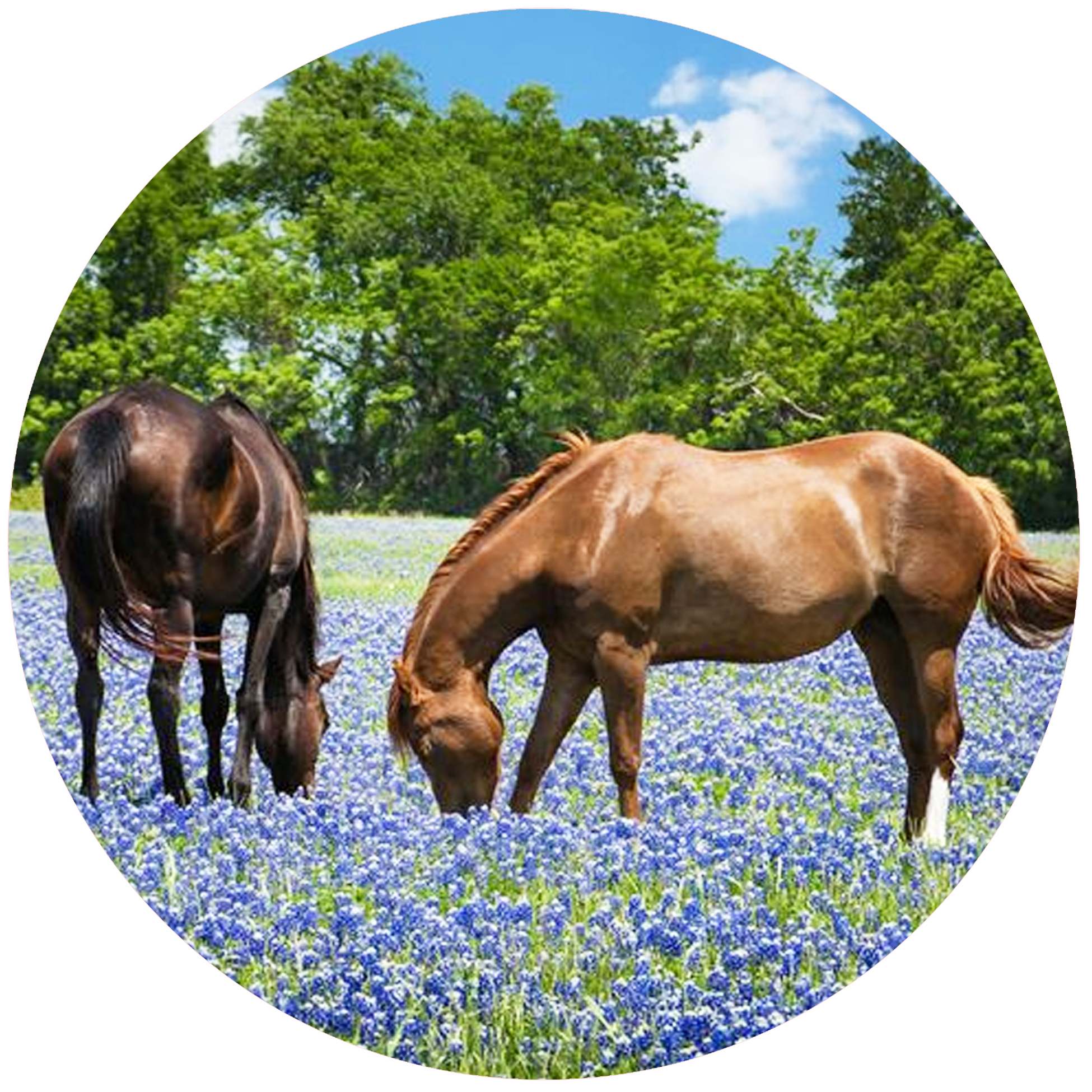 Horses Bluebonnets