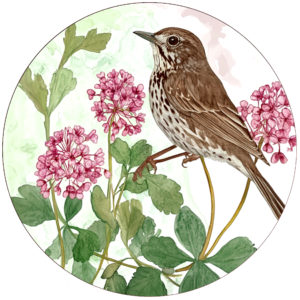 Vermont Bird & Flower