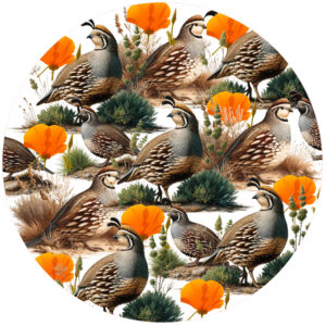 Quail Poppy