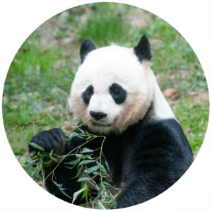 Kathy Miller Panda Bear