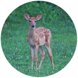Kathy Miller Fawn