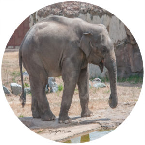 Kathy Miller Elk Head