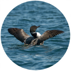 Kathy Miller Flying Loon