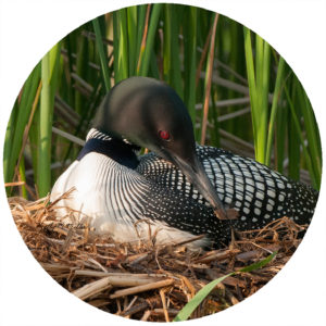 Kathy Miller Loon w/ Nest