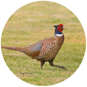 Kathy Miller Pheasant