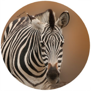 Kathy Miller Zebra