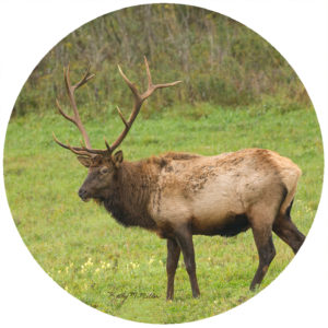 Kathy Miller Elk Standing