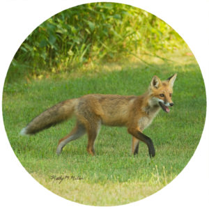 Kathy Miller Runnig Fox