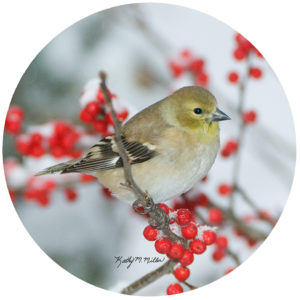Kathy Miller Goldfinch