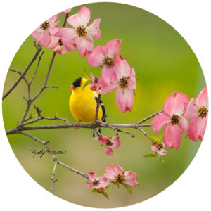 Kathy Miller Goldfinch Dogwood