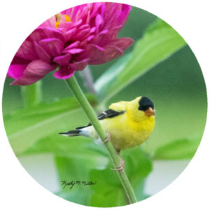 Kathy Miller Gold Finch Zinnia