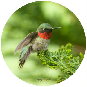 Kathy Miller Hummingbird Evergreen