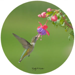 Kathy Miller Hummingbird Fuchsia