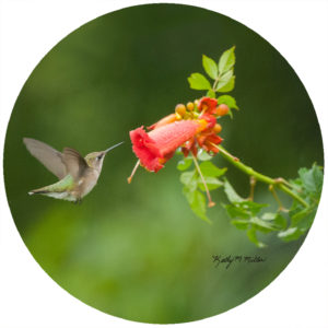 Kathy Miller Hummingbird Trumpet Vine