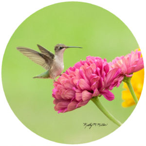 Kathy Miller Hummingbirds on Zinnia
