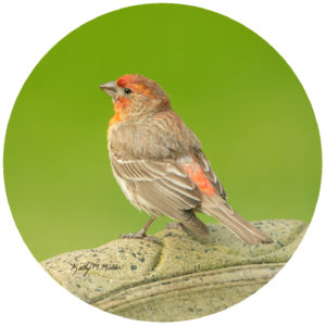 Kathy Miller House Finch