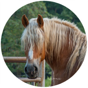 Kathy Miller Horse Head