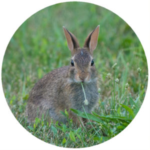 Kathy Miller Rabbit in Grass