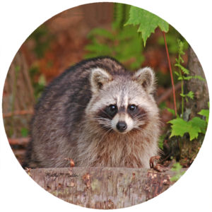 Kathy Miller Racoon