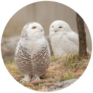 Kathy Miller Snowy Owls