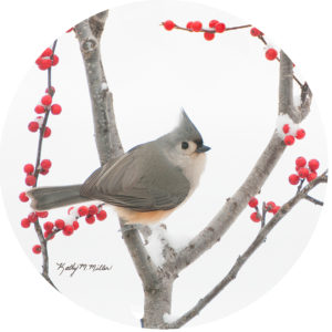 Kathy Miller Titmouse