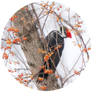 Kathy Miller Pileated Woodpecker