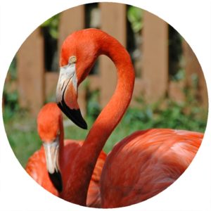 Kathy Miller Flamingo