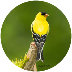 Kathy Miller Goldfinch Top of Branch