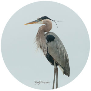 Kathy Miller Herring