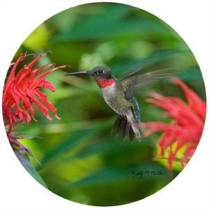 Kathy Miller Humming Bird