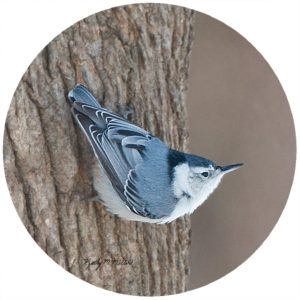 Kathy Miller Nut Hatch