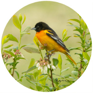 Kathy Miller Oriole