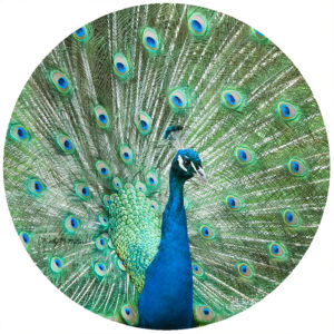 Kathy Miller Peacock