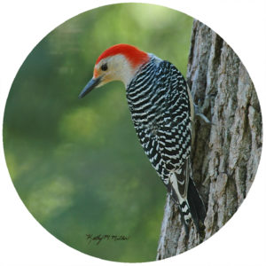 Kathy Miller Red Bellied Woodpacker