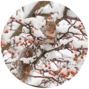 Kathy Miller Squirrel