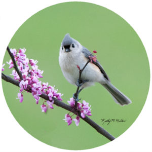 Kathy Miller Titmouse Spring