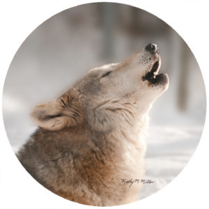 Kathy Miller Wolf Howling